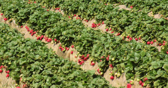 Strawberry cultivation-1