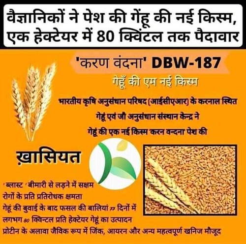 अभी तक की सर्वाधिक पैदावार वाली गेहूं की नई विकसित किस्म-करण वंदना (DBW 187)