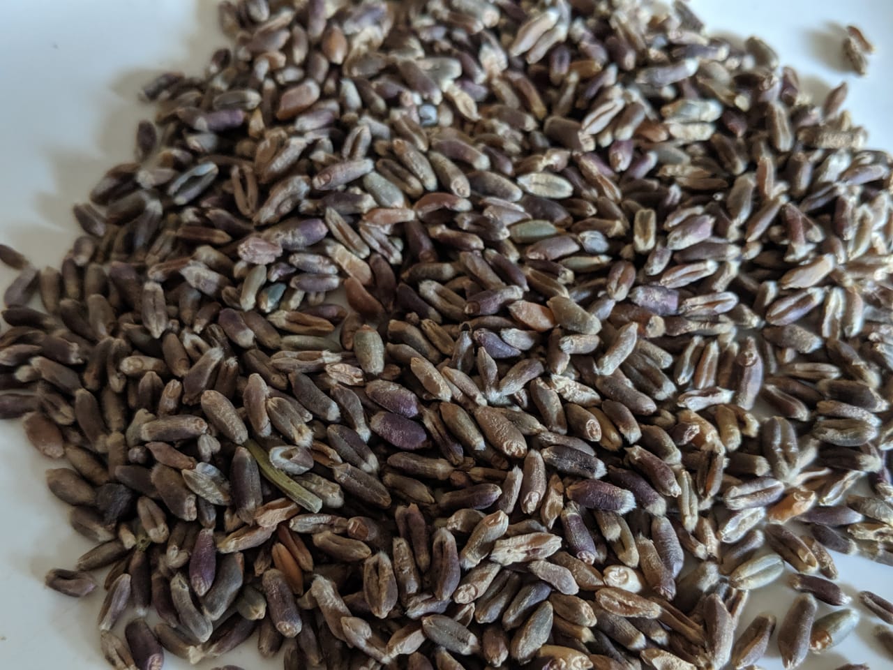 Black Wheat Seeds - 10kg
