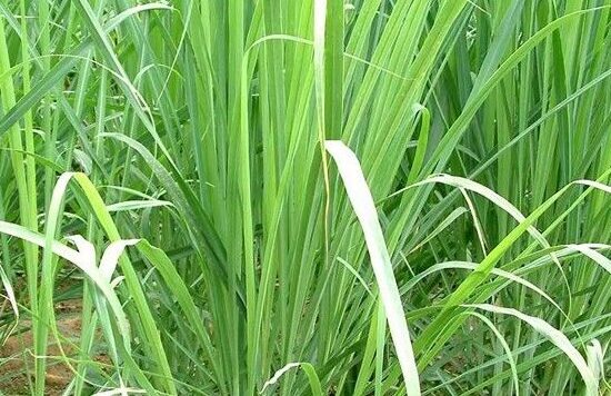 Lemongrass Farming