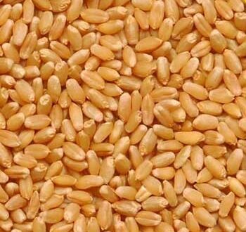 kedar wheat seeds